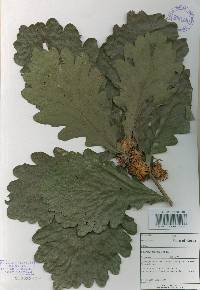 Quercus dentata image