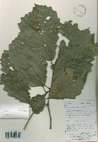 Quercus fabri image
