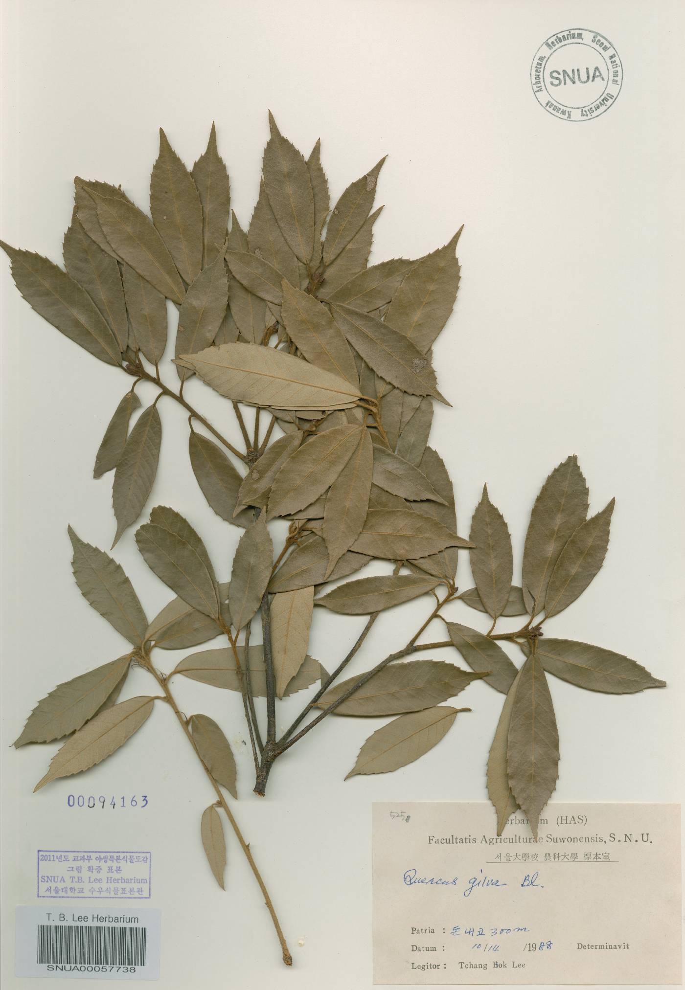 Quercus gilva image