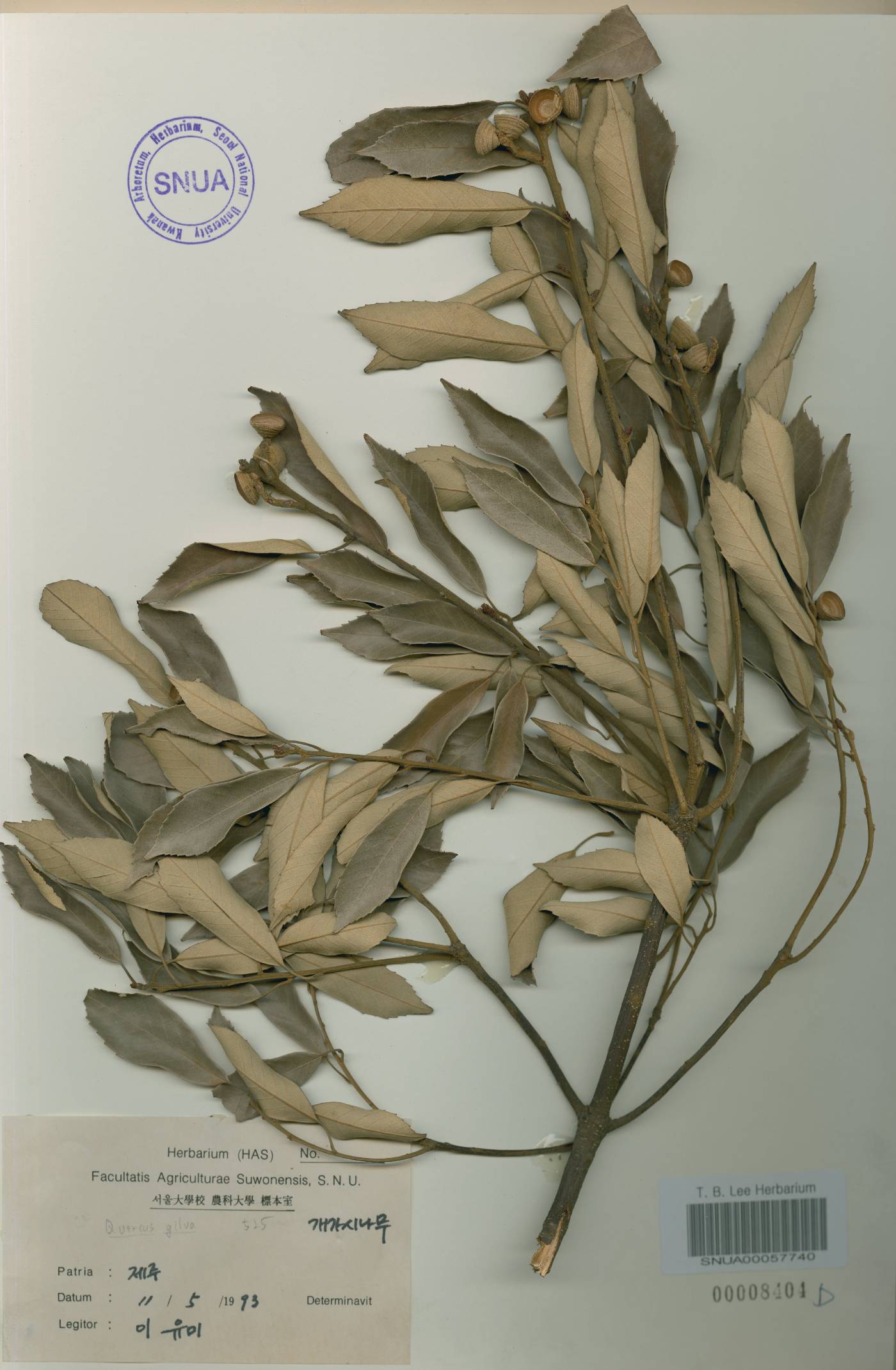 Quercus gilva image