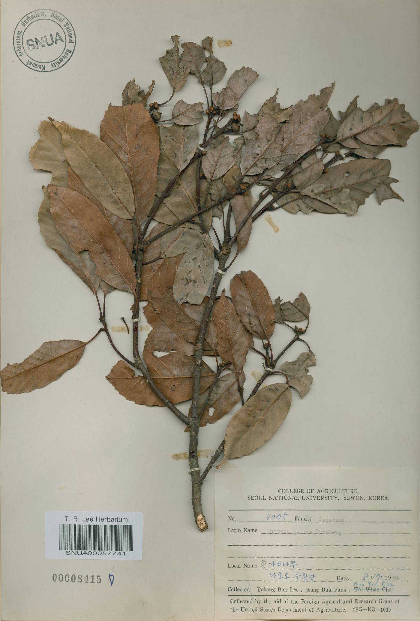 Quercus glauca image