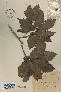 Quercus mongolica var. crispula image