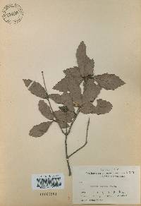 Quercus mongolica var. crispula image