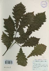 Quercus mongolica var. crispula image