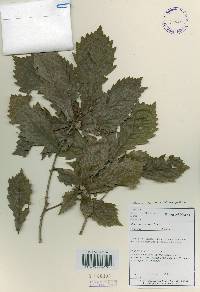 Quercus mongolica var. crispula image