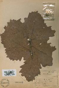 Zanthoxylum ailanthoides image