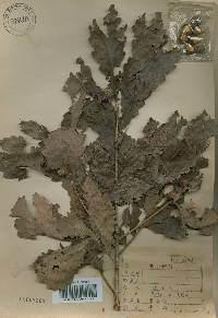 Quercus fabri image