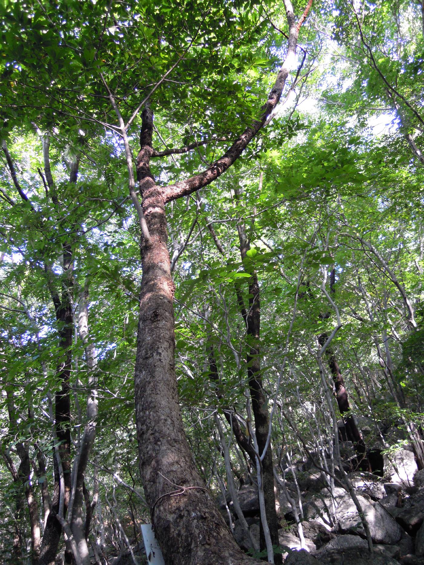 Meliosma pinnata image