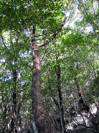 Meliosma pinnata var. oldhamii image