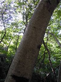 Meliosma pinnata image