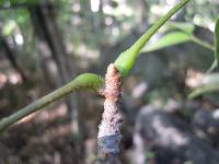 Meliosma pinnata var. oldhamii image