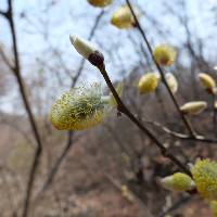Salix caprea image
