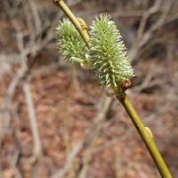 Salix caprea image