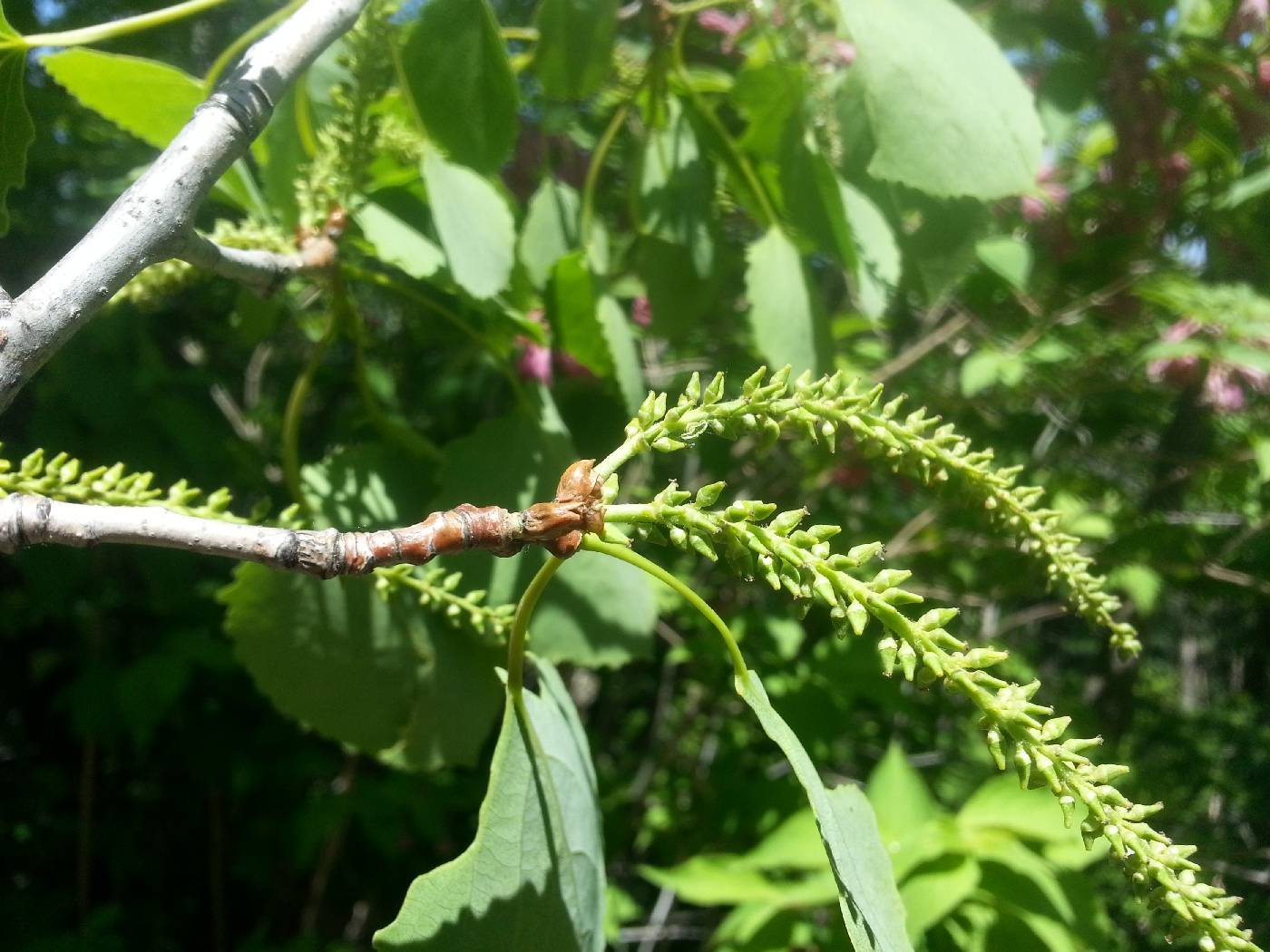 Populus tremula image