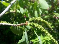 Populus tremula image