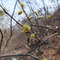 Salix caprea image