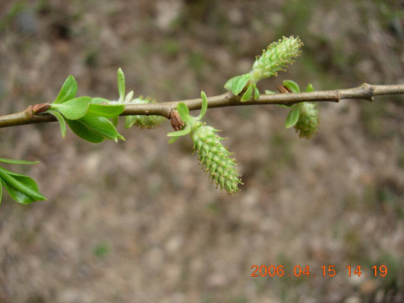 Salix gracilistyla image