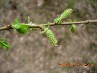 Salix gracilistyla image