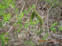Salix gracilistyla image
