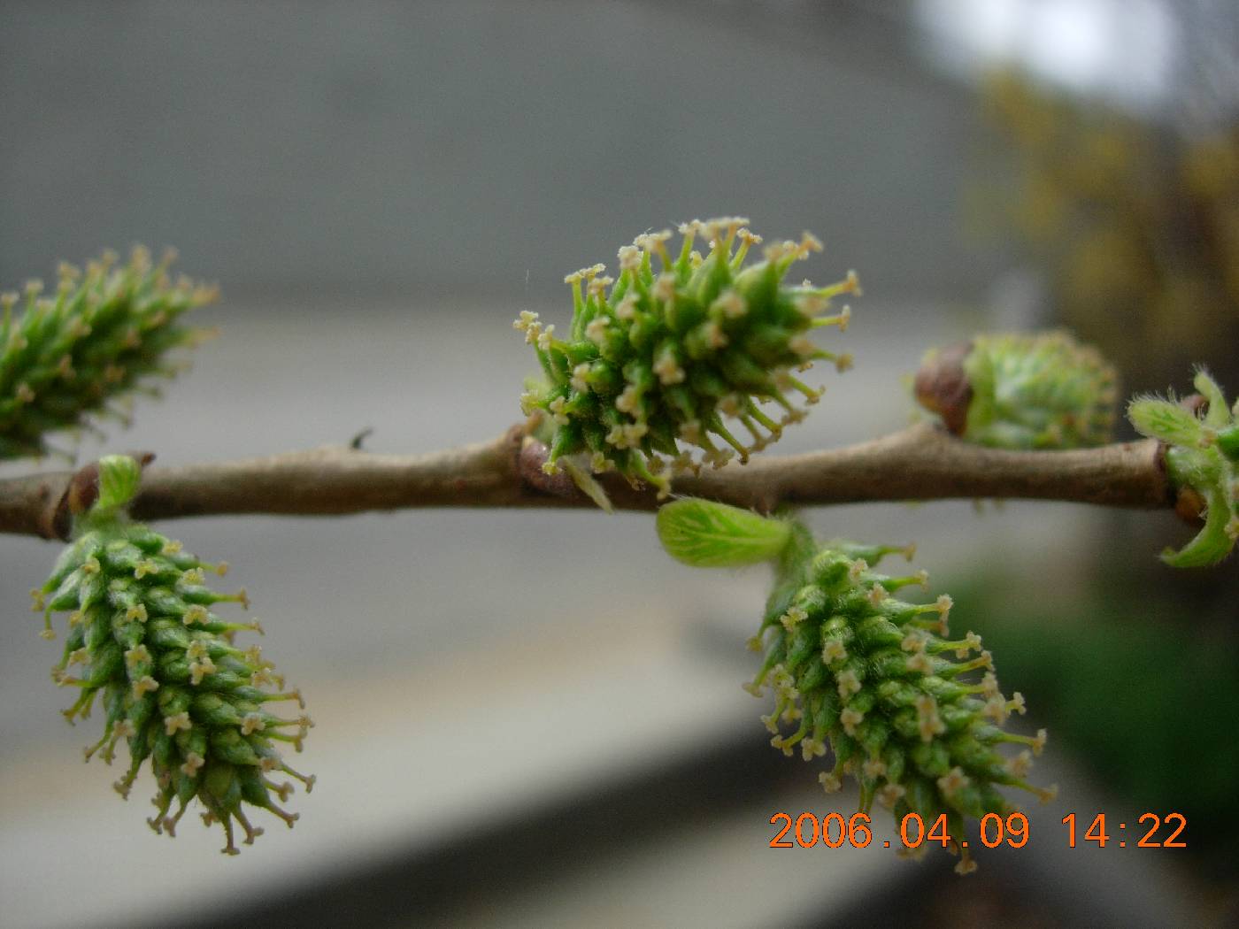 Salix pierotii image