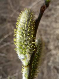 Salix caprea image