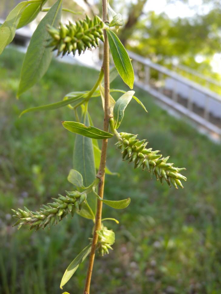 Salix babylonica image