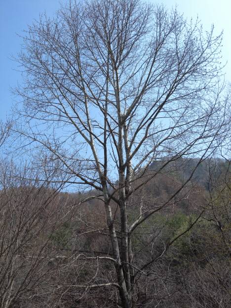 Populus suaveolens image