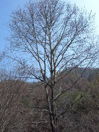 Populus suaveolens image