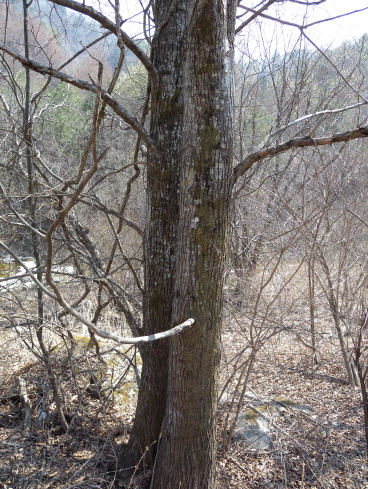 Populus suaveolens image