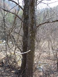 Populus suaveolens image