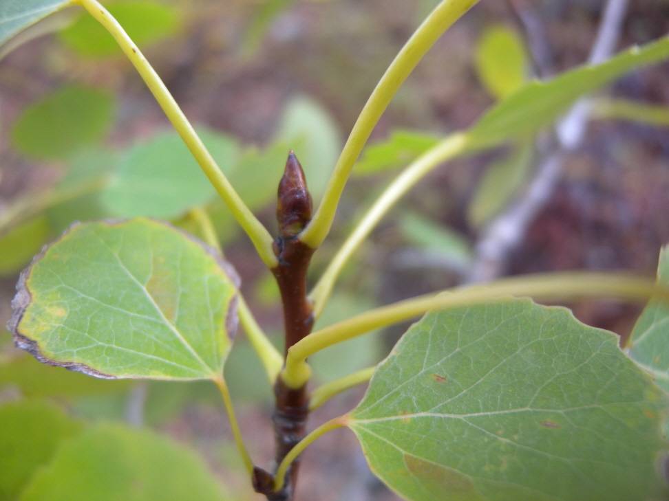 Populus tremula image
