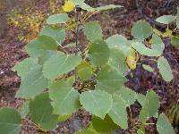 Populus tremula image
