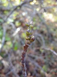 Populus tremula image