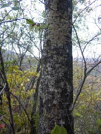 Populus tremula image