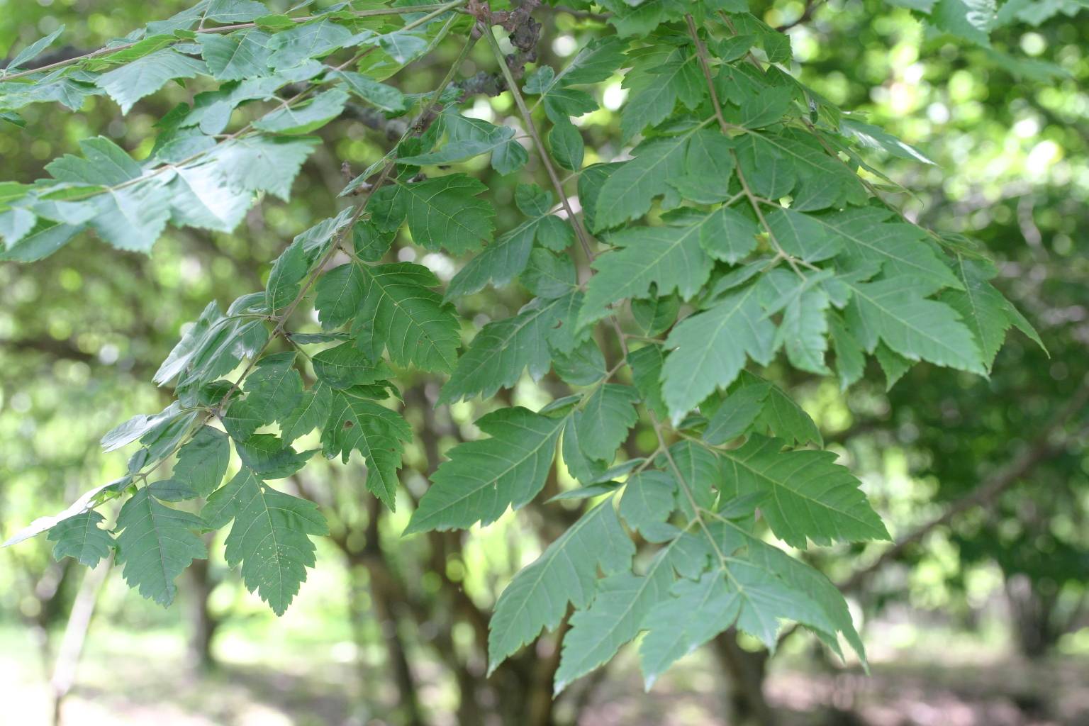 Koelreuteria paniculata image