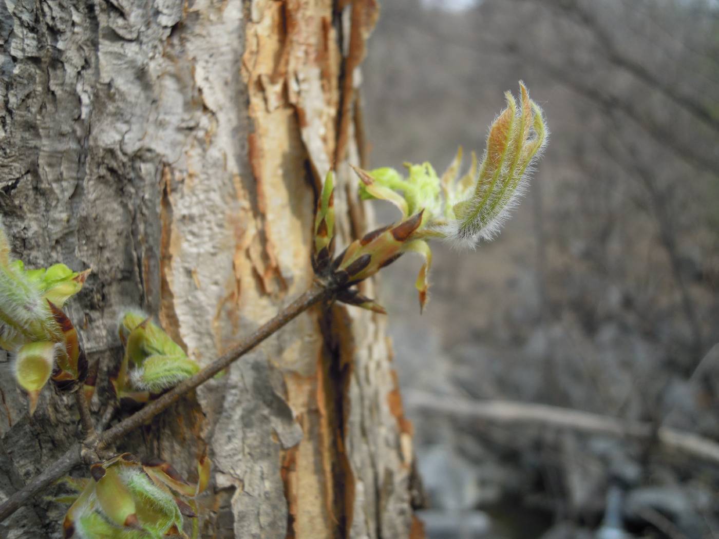 Acer triflorum image