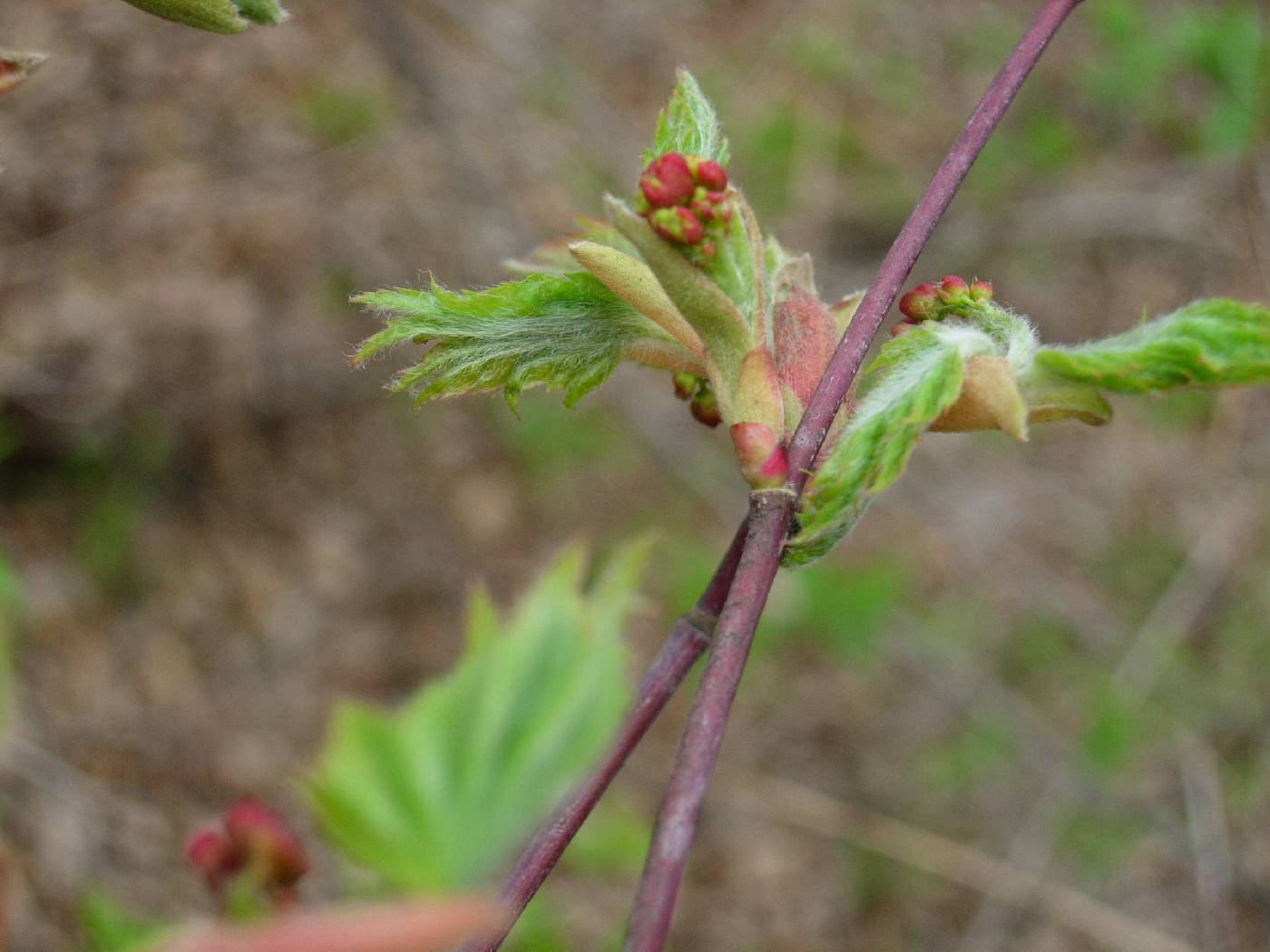 Acer pseudosieboldianum image