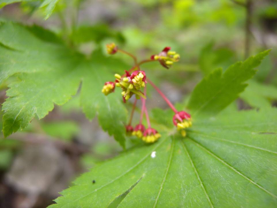 Acer pseudosieboldianum image