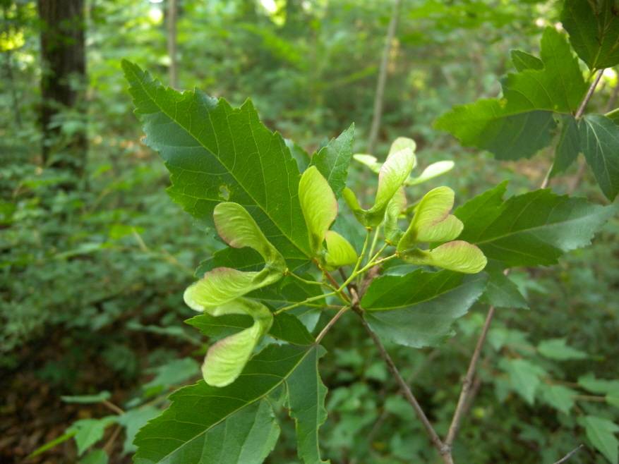 Acer tataricum image