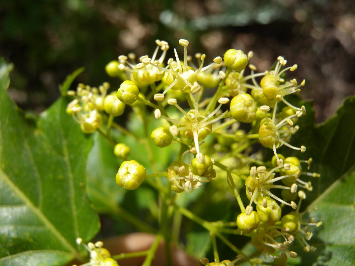 Acer tataricum subsp. ginnala image