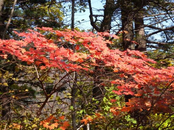Acer pseudosieboldianum image
