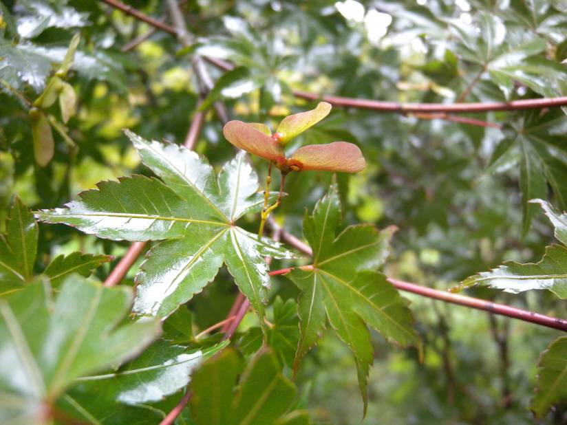 Acer pseudosieboldianum image