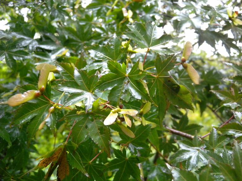 Acer pseudosieboldianum image