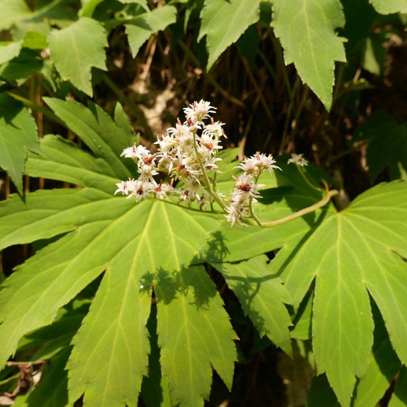 Mukdenia rossii image
