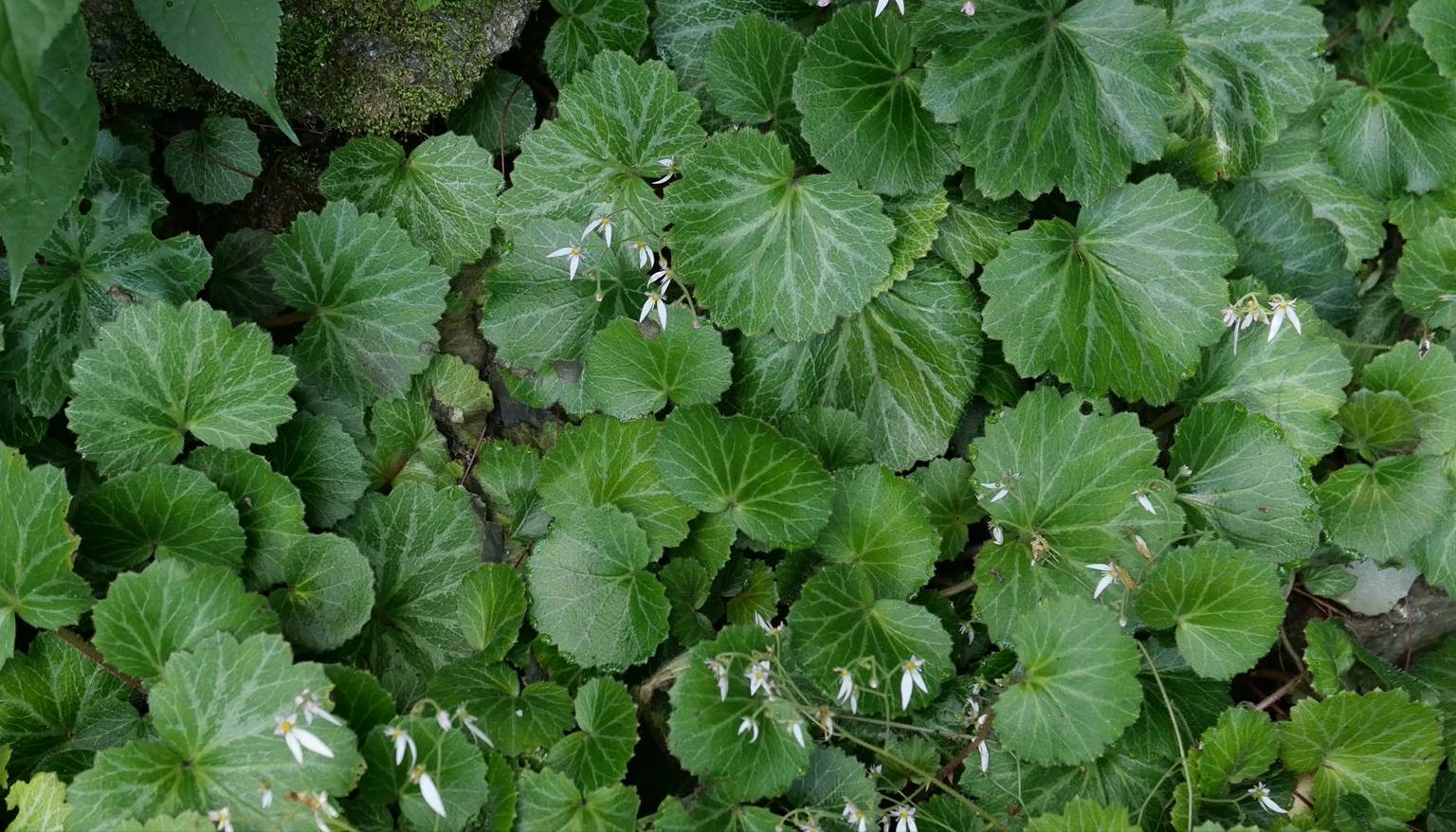 Saxifraga stolonifera image