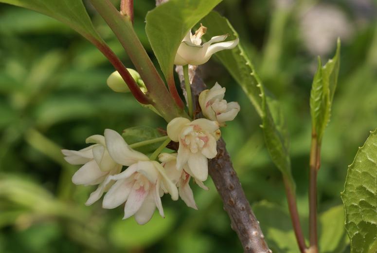 Schisandraceae image