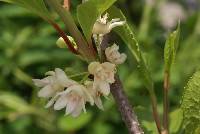 Image of Schisandra chinensis