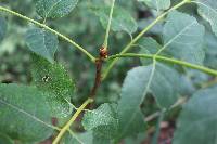 Picrasma quassioides image