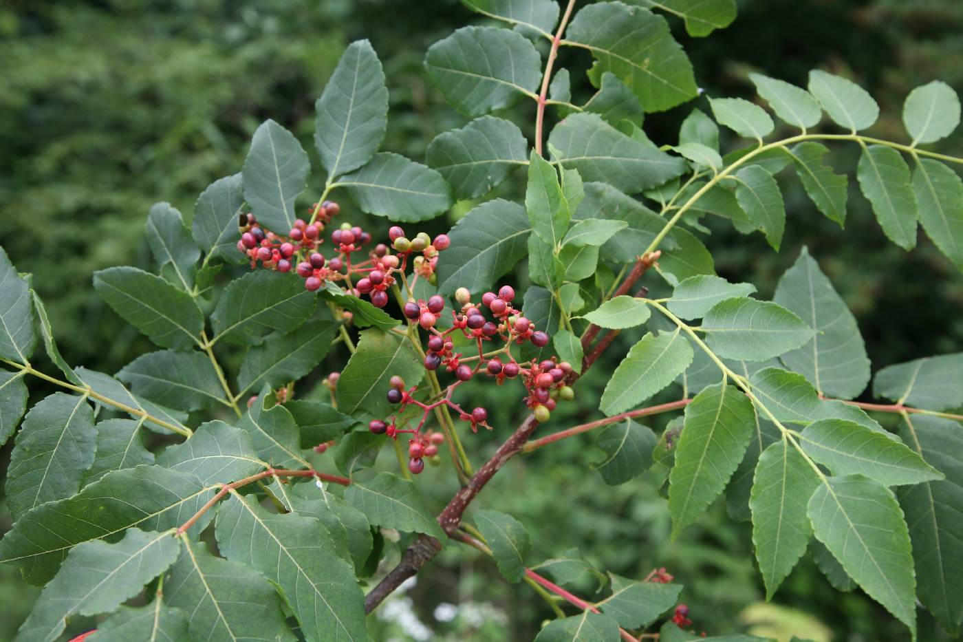 Picrasma quassioides image