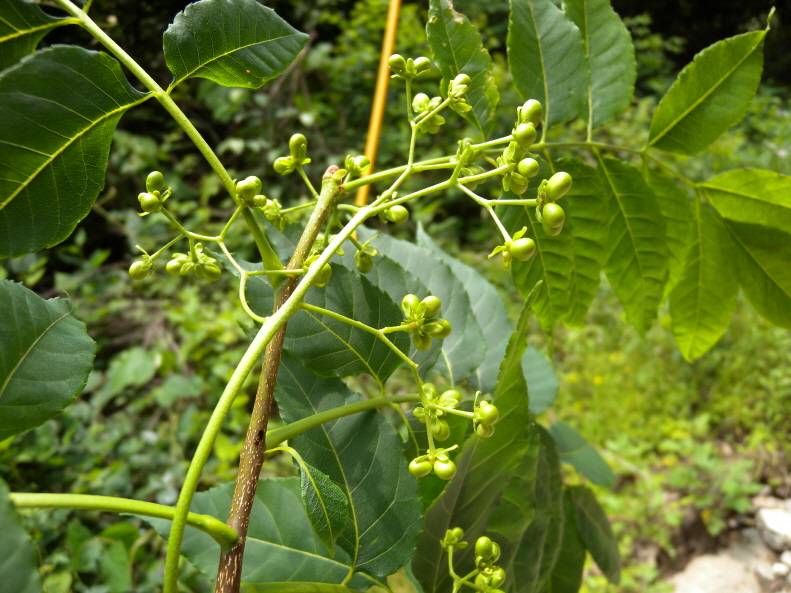 Picrasma quassioides image